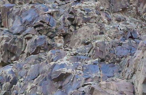 Bakalım siz onları görebilecek misiniz?