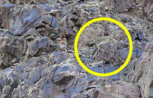 Bakalım siz onları görebilecek misiniz?