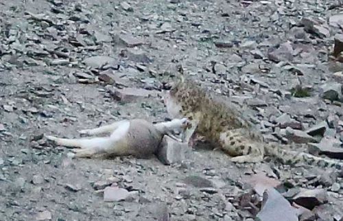 Bakalım siz onları görebilecek misiniz?