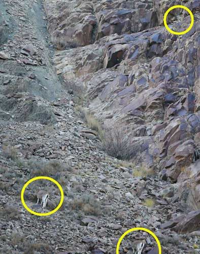 Bakalım siz onları görebilecek misiniz?