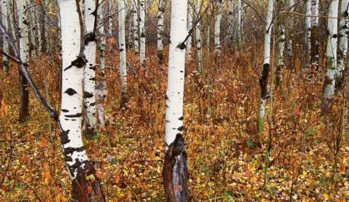 Bakalım siz onları görebilecek misiniz?
