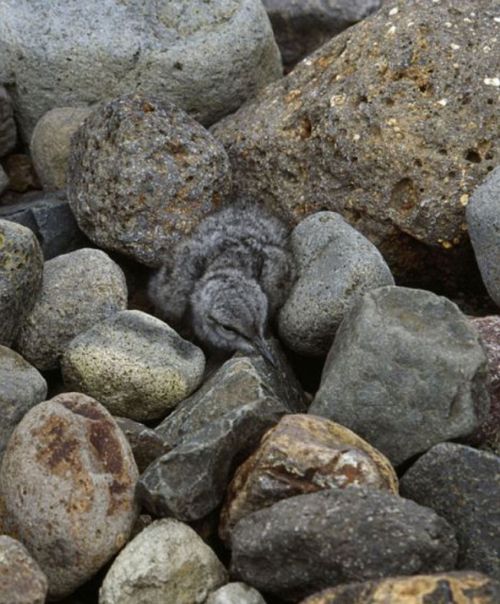 Bakalım siz onları görebilecek misiniz?