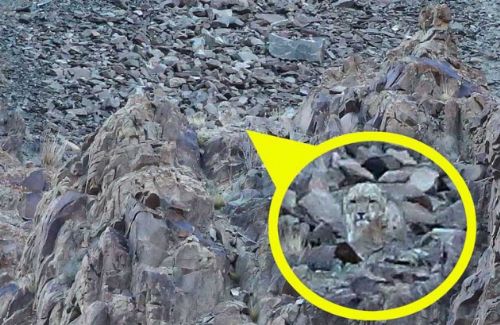 Bakalım siz onları görebilecek misiniz?