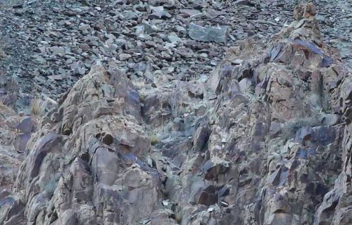 Bakalım siz onları görebilecek misiniz?