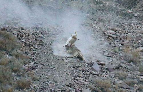 Bakalım siz onları görebilecek misiniz?