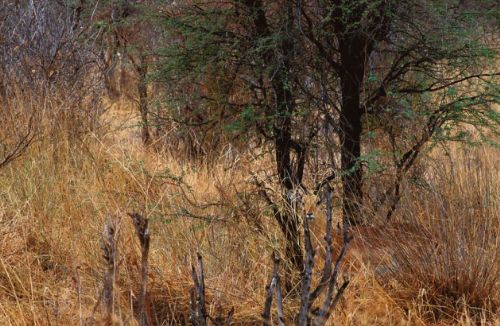 Bakalım siz onları görebilecek misiniz?
