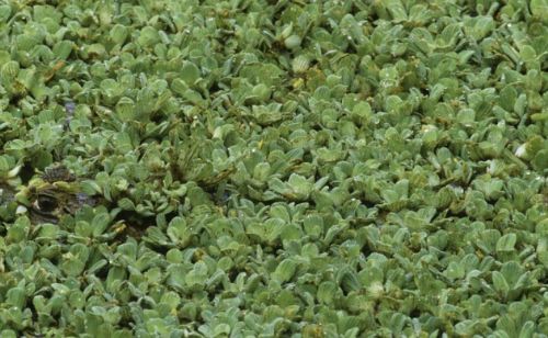 Bakalım siz onları görebilecek misiniz?