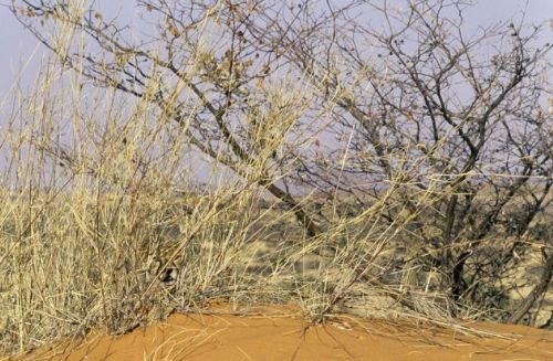 Bakalım siz onları görebilecek misiniz?