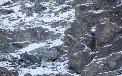 Bakalım siz onları görebilecek misiniz?