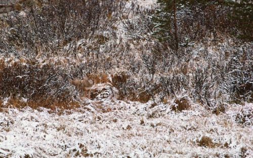 Bakalım siz onları görebilecek misiniz?