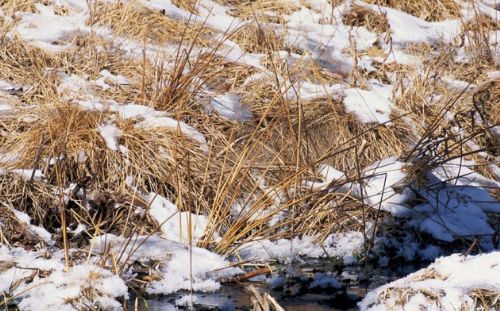 Bakalım siz onları görebilecek misiniz?