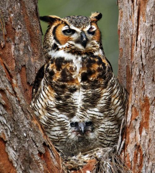 Bakalım siz onları görebilecek misiniz?