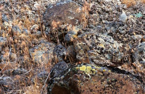 Bakalım siz onları görebilecek misiniz?