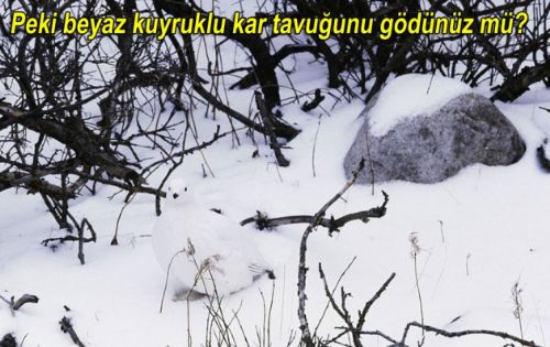 Bakalım siz onları görebilecek misiniz?