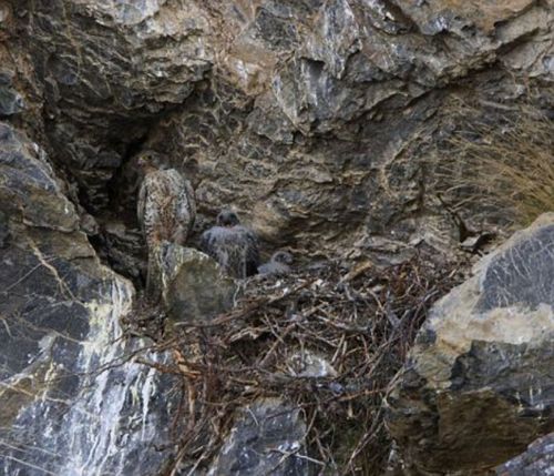 Bakalım siz onları görebilecek misiniz?