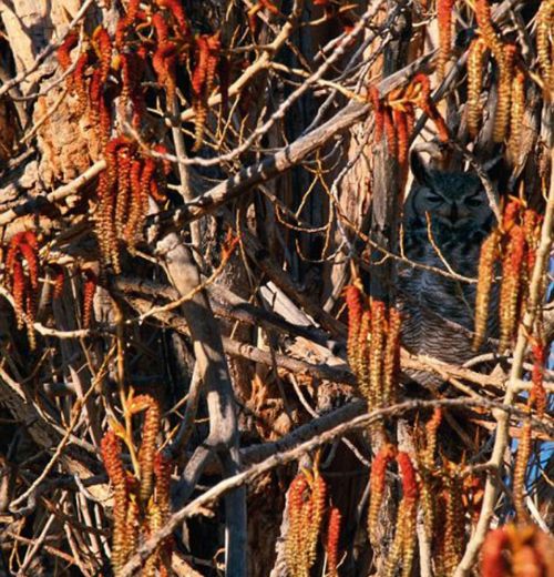 Bakalım siz onları görebilecek misiniz?