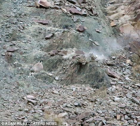 Bakalım siz onları görebilecek misiniz?