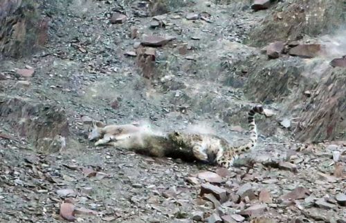 Bakalım siz onları görebilecek misiniz?