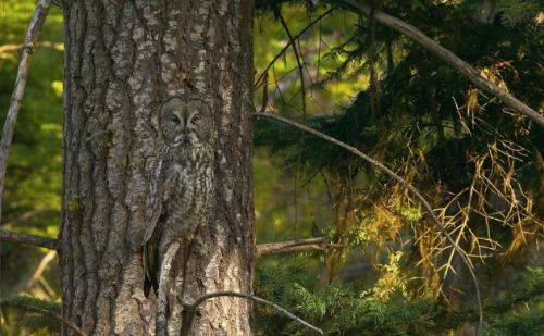 Bakalım siz onları görebilecek misiniz?