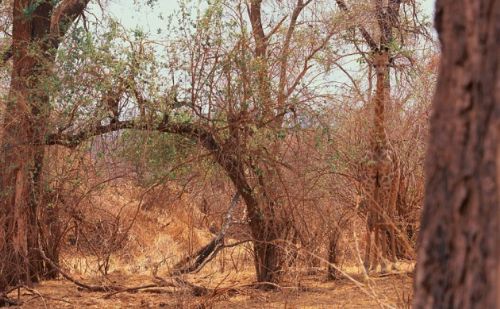 Bakalım siz onları görebilecek misiniz?