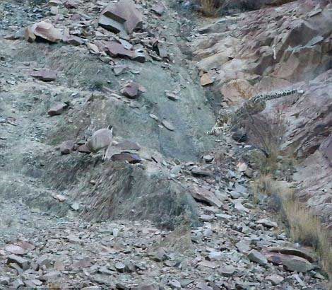 Bakalım siz onları görebilecek misiniz?