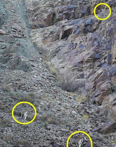 Bakalım siz onları görebilecek misiniz?