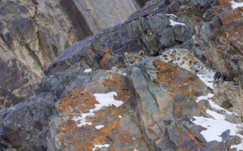 Bakalım siz onları görebilecek misiniz?