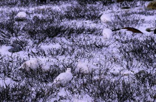 Bakalım siz onları görebilecek misiniz?