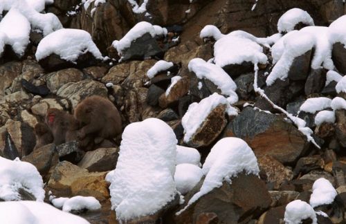 Bakalım siz onları görebilecek misiniz?