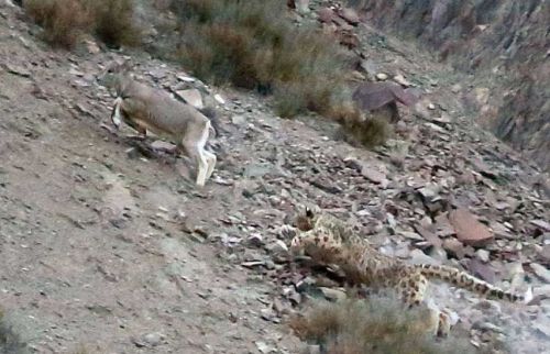 Bakalım siz onları görebilecek misiniz?