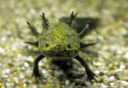 Dünyanın en ilginç ve bilinmeyen hayvanları