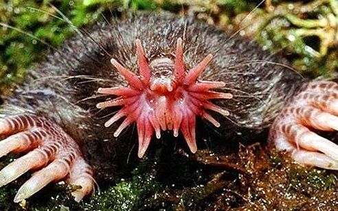 Dünyanın en ilginç ve bilinmeyen hayvanları