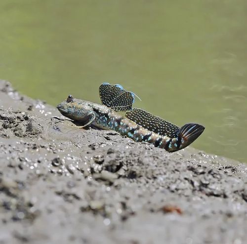 Dünyanın en ilginç ve bilinmeyen hayvanları