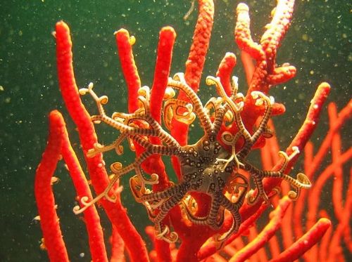 Dünyanın en ilginç ve bilinmeyen hayvanları