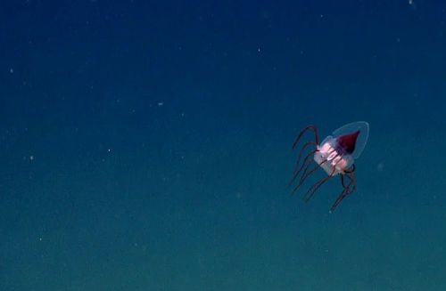 Dünyanın en ilginç ve bilinmeyen hayvanları
