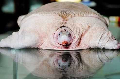 Dünyanın en ilginç ve bilinmeyen hayvanları