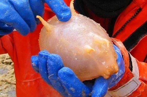 Dünyanın en ilginç ve bilinmeyen hayvanları