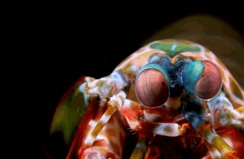 Dünyanın en ilginç ve bilinmeyen hayvanları