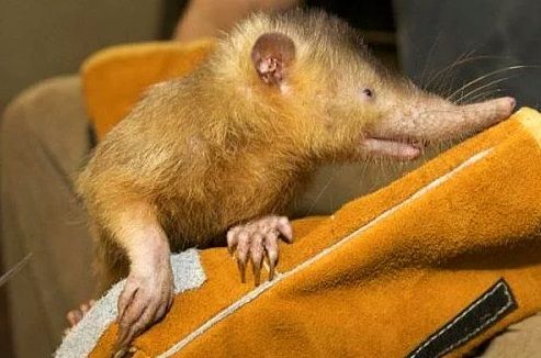 Dünyanın en ilginç ve bilinmeyen hayvanları