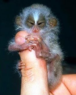 Dünyanın en ilginç ve bilinmeyen hayvanları