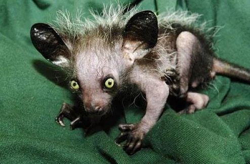 Dünyanın en ilginç ve bilinmeyen hayvanları