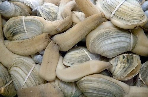 Dünyanın en ilginç ve bilinmeyen hayvanları