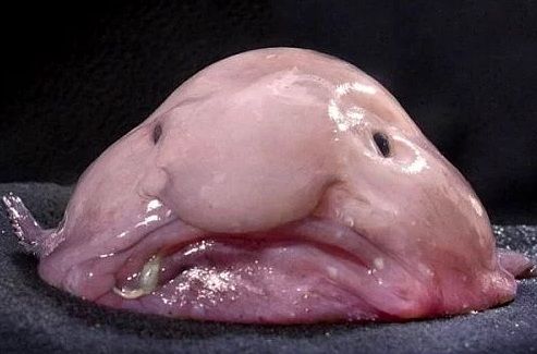 Dünyanın en ilginç ve bilinmeyen hayvanları