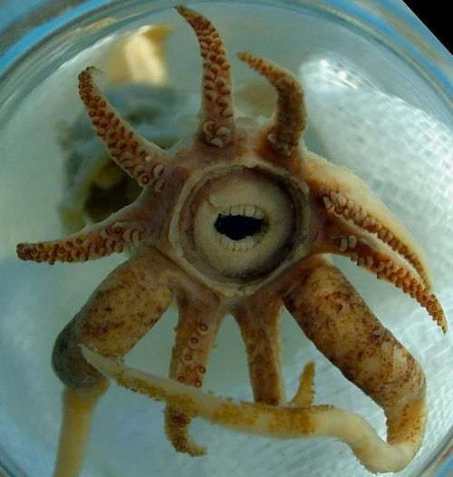 Dünyanın en ilginç ve bilinmeyen hayvanları