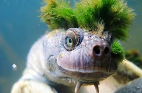 Dünyanın en ilginç ve bilinmeyen hayvanları