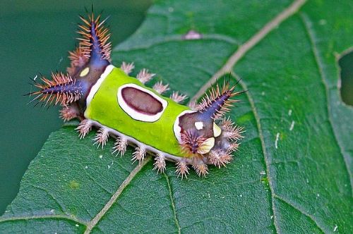 Dünyanın en ilginç ve bilinmeyen hayvanları