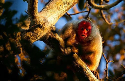 Dünyanın en ilginç ve bilinmeyen hayvanları