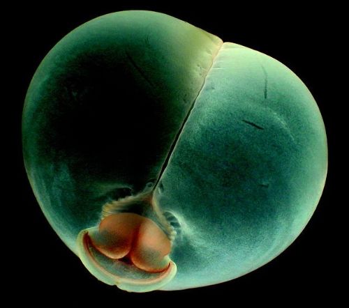 Dünyanın en ilginç ve bilinmeyen hayvanları