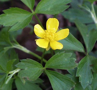 Sifalı bitkiler ve faydaları dizisi - 4