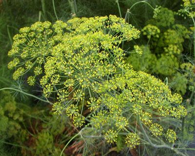 Sifalı bitkiler ve faydaları dizisi - 4